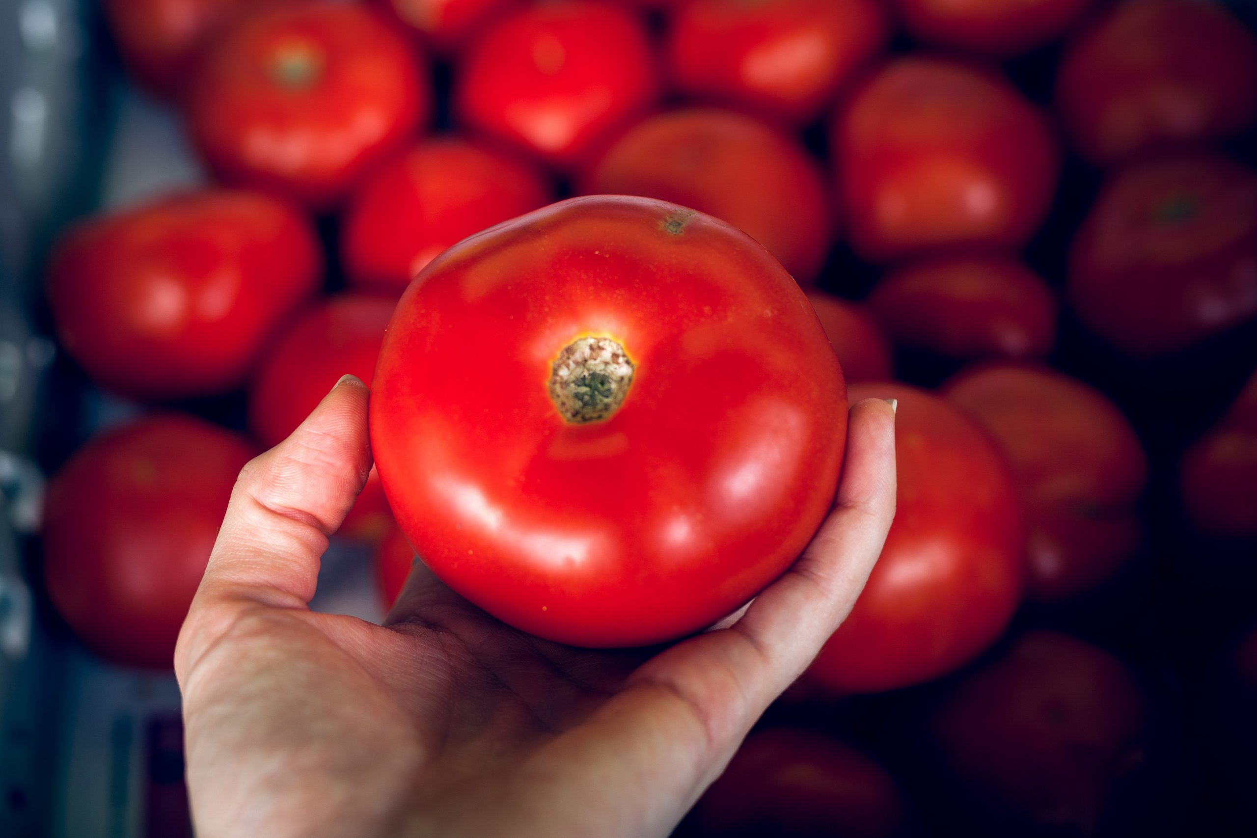 Rescued-tomatoes_photo-credit_jaz-anderson-scaled